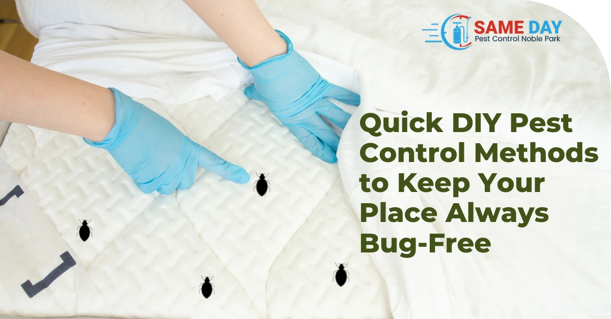 DIY Pest Control Methods to Keep Your Place Always Bug-Free