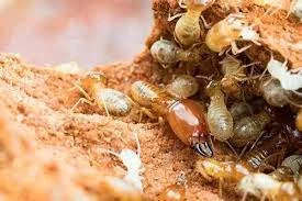 Termite Control